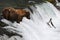 Fishing Grizzly bear