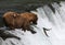 Fishing Grizzly bear