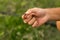 Fishing hook with earthworm in male hands