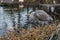 Fishing and hunting Great blue heron or Ardea herodias on some branches at the edge of a pond