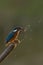 Fishing kingfisher