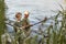 Fishing by lake, grandson and grandfather near river, holding fishing rods in hands, look excited and happy, stand laughing on