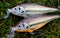 Fishing lures plugs Rapala Shallow Shad Raps