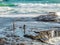 Fishing at Maukatia Maori Bay and Muriwai Beach, , Auckland, New Zealand