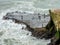 Fishing at Maukatia Maori Bay and Muriwai Beach, , Auckland, New Zealand