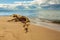 A fishing net washed up on the seashore. Baltic sea, Hel Peninsula, Poland