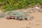 Fishing nets and debris left laying on beach