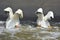 Fishing Pelicans