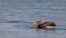 Fishing Peruvian Pelican