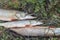 Fishing, pike close up, Fishing catch pike on the grass and fishing gear