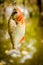 Fishing Piranha at Amazon River. Amazon jungle