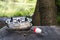 Fishing reel with fishing line, red and white float, hook and sinker on wooden table on natural background