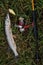 Fishing in river.A fisherman with a fishing rod on the river bank. Man fisherman catches a fish pike.Fishing, spinning