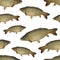 Fishing seamless pattern of fish. Background from carp fish isolated on white