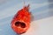 Fishing series - Scorpionfish