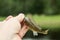 fishing,small fish ruff in the hand on shore