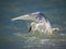 Fishing snowy egret with wings spread