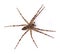 Fishing Spider