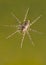 Fishing spider