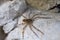 Fishing spider (Dolomedes tenebrosus)