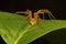Fishing spider male, Pisuridae, Aarey Milk Colony, Mumbai, Maharashtra