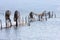 Fishing traps in Lago di Varano, Italy