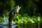 Fishing trophy - large freshwater bass jumps out of the water into the air on a green background