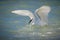 Fishing white egret in ocean in FL
