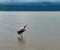 Fishing white stork in Nechisar National Park Ethiopia