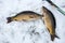 Fishing in winter carp caught in the snow