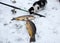 Fishing in winter carp caught in the snow, cat