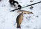 Fishing in winter carp caught in the snow, cat