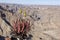 Fishriver canyon and flower