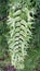 Fishtail fern is a florida native Microsorum punctatum and has unusual leaves