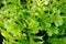 Fishtail Fern Microsorum Punctatum. Stock photo of forest plant