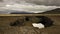 A fissure on a lava field. Iceland.