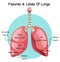 Fissures and lobes of lungs