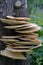 Fistulina hepactica, bracket fungus on tree trunk