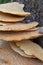 Fistulina hepactica, bracket fungus on tree trunk