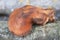 Fistulina hepatica- Beefsteak fungus