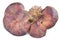 Fistulina hepatica mushroom