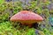 Fistulina hepatica mushroom