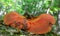 Fistulina hepatica mushroom