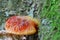 Fistulina hepatica mushroom