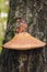 Fistulina hepatica mushroom, also known as the ox tongue. Picking mushrooms in the autumn forest