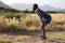 Fit african american man in sportswear resting leaning on knees in tall grass