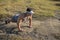 A fit asian guys does pushups on a barren rock surface after a trail run or hike in the countryside