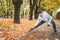 Fit athletic woman doing workout before jogging in the autumnal city park on the kids playground. Mid aged fitness female runner