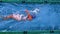 Fit female swimmer doing the back stroke in swimming pool