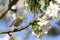 Fitis, Willow Warbler, Phylloscopus trochilus